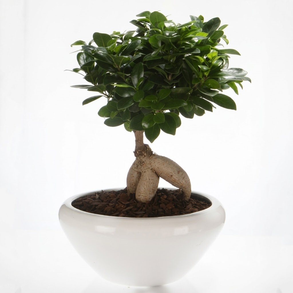 Bonsai Ficus Ginseng 25*42
