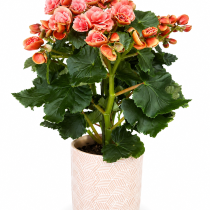 Βιγόνια σε κεραμικό κασπώ