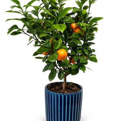 Πορτοκαλιά καλαμοντίν σε κεραμικό κασπώ