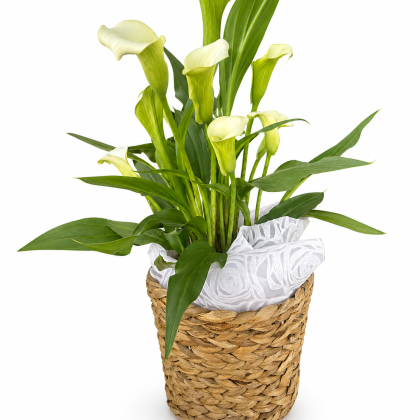 Λευκή κάλλα μεγάλη σε καλάθι