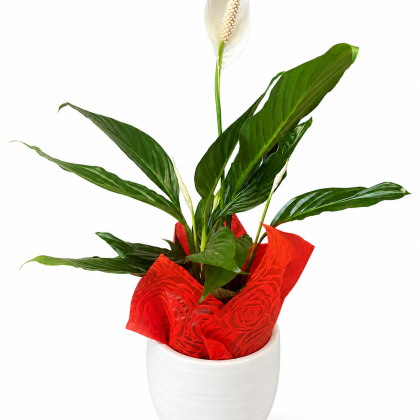 Σπαθίφυλλο μεγάλο σε κεραμικό κασπώ