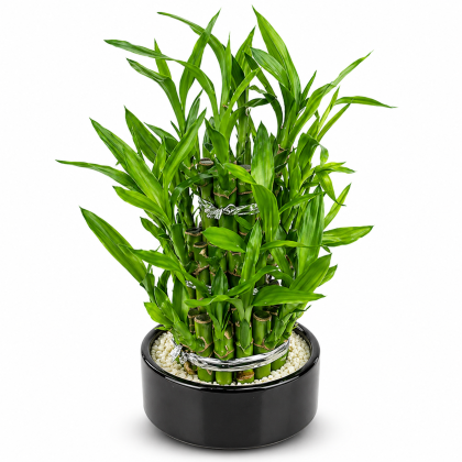 Lucky Bamboo