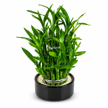 Lucky Bamboo