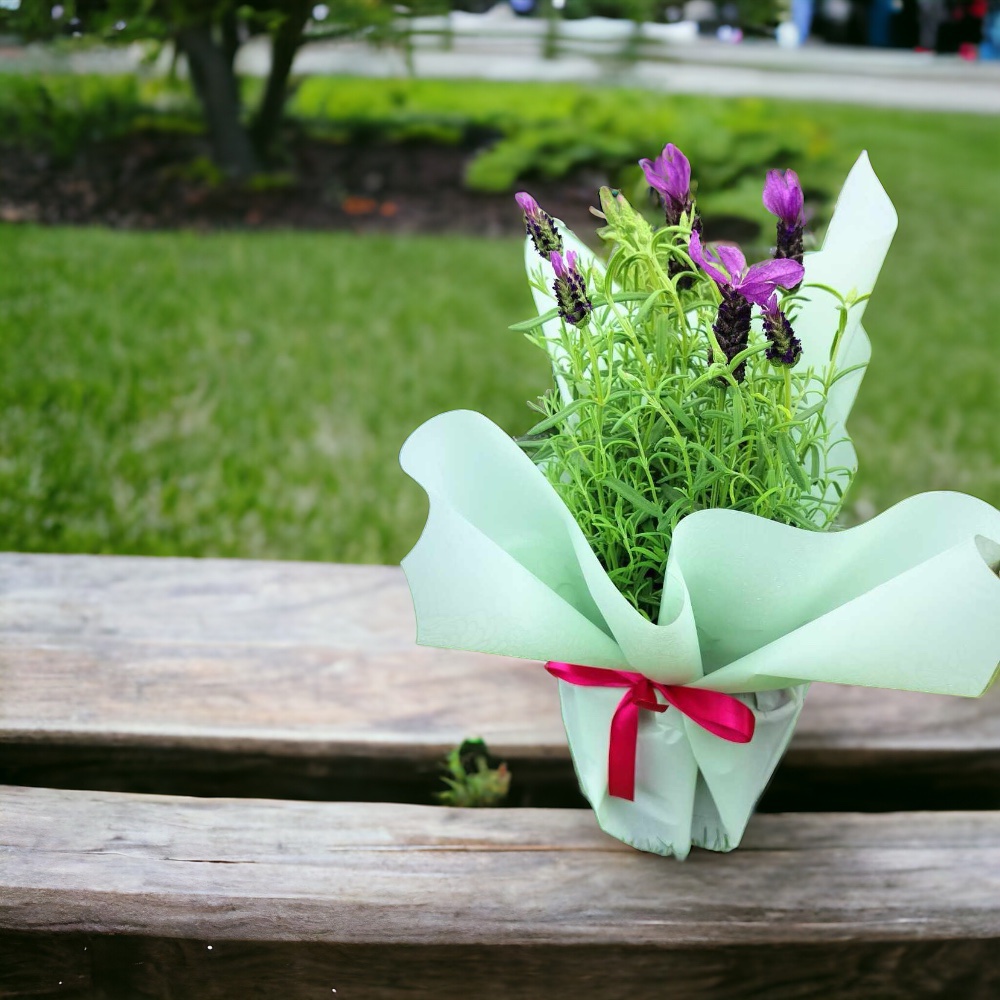 Μυρωδάτη λεβάντα