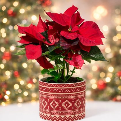 Αλεξανδρινό σε κεραμικό κασπώ