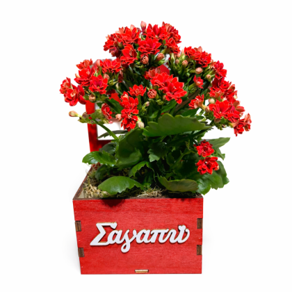 Καλαγχόη "Σ'αγαπώ"