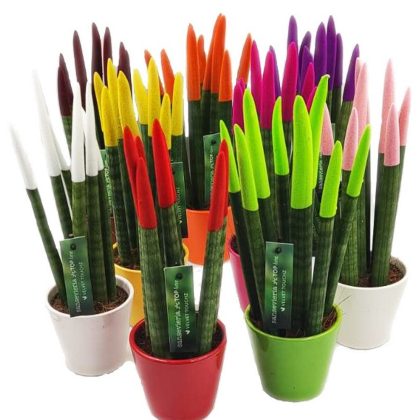 Σανσιβέρια κυλινδρόφυλλη velvet touch