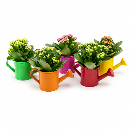 Κανατάκι μίνι με καλαγχόη