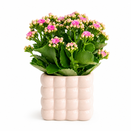 Καλαγχόη σε κεραμικό κασπώ