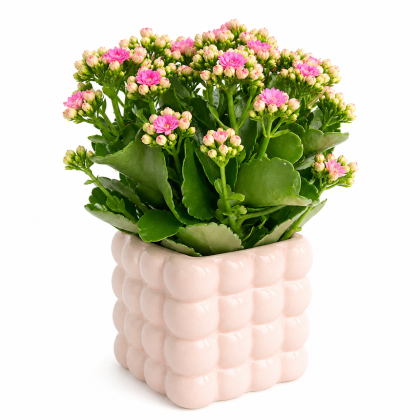 Καλαγχόη σε κεραμικό κασπώ