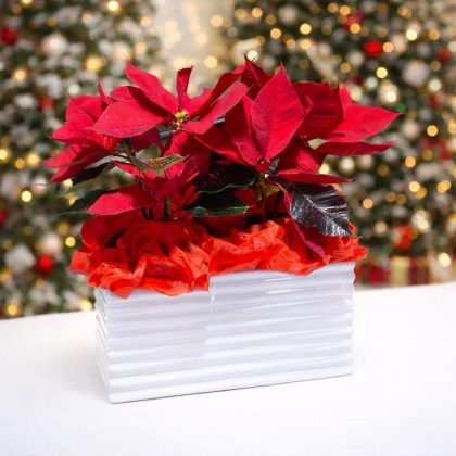 Διπλό αλεξανδρινό σε κεραμικό κασπώ