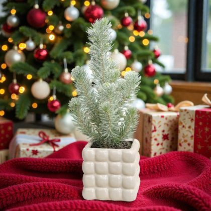 Χιονισμένο πεύκο bonsai