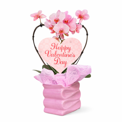 Ορχιδέα Phalaenopsis – Valentine Edition