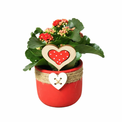 Καλγχόη αγάπης