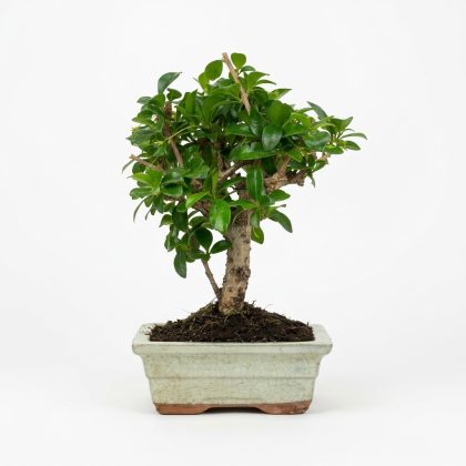 Bonsai Carmona
