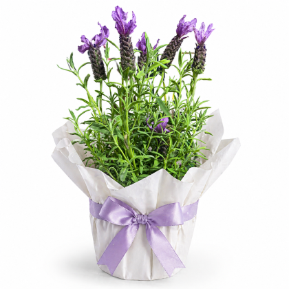 Λεβάντα σε περιτύλιγμα δώρου