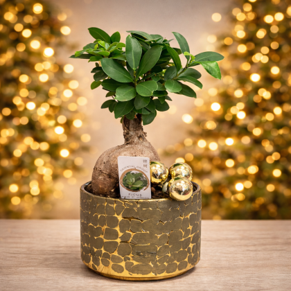 Γιορτινό Bonsai Ficus Ginseng