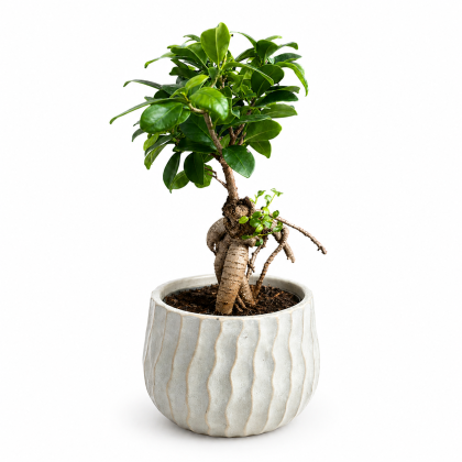 Bonsai Ficus Ginseng