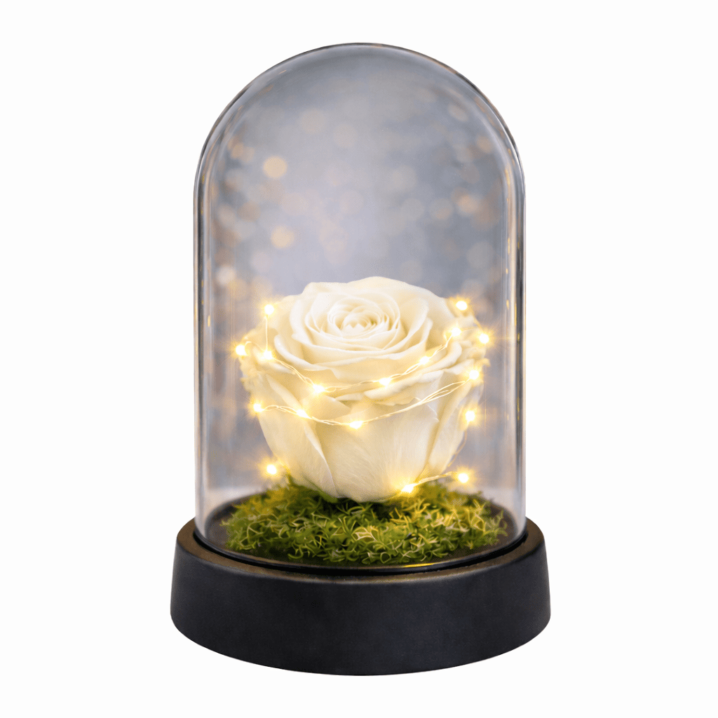 Forever Rose Led λευκό 11x13