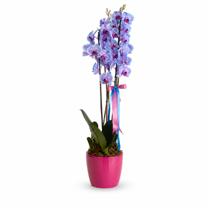 Ορχιδέα Bubblegum Phalaenopsis