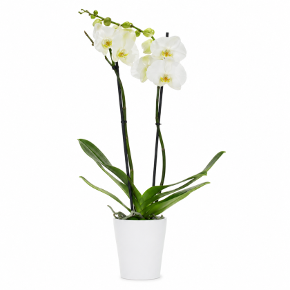 Ορχιδέα Phalenopsis