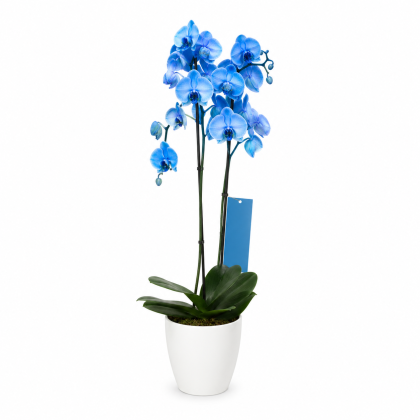 Ορχιδέα μπλε Phalenopsis