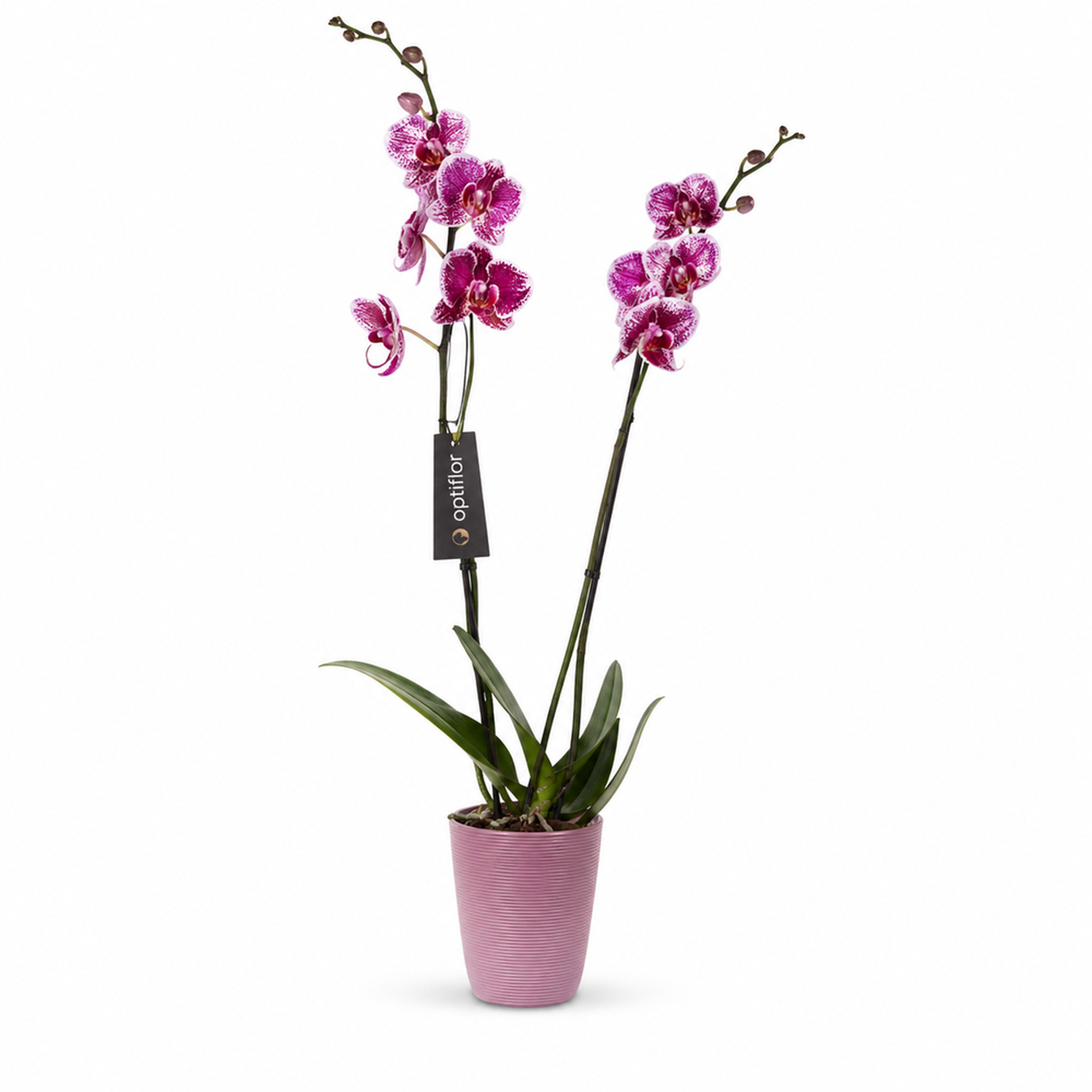 Ορχιδέα ροζ Phalenopsis