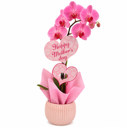 Ορχιδέα HAPPY MOTHER'S DAY