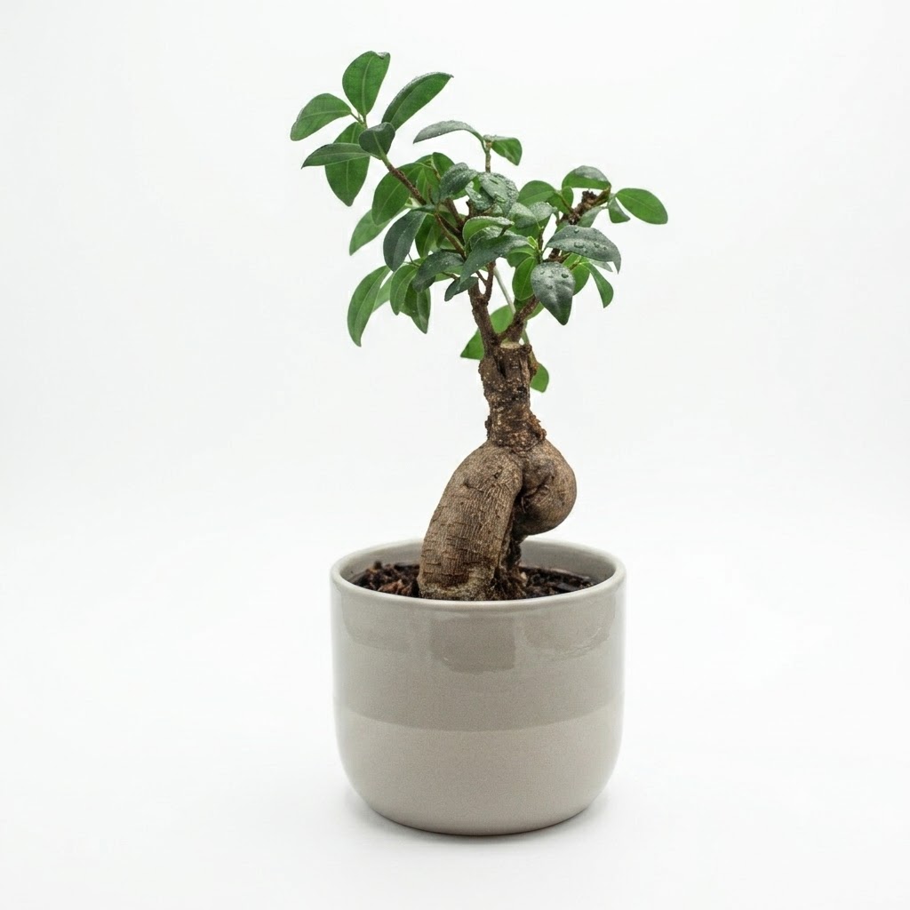 Bonsai Ficus Ginseng μικρό