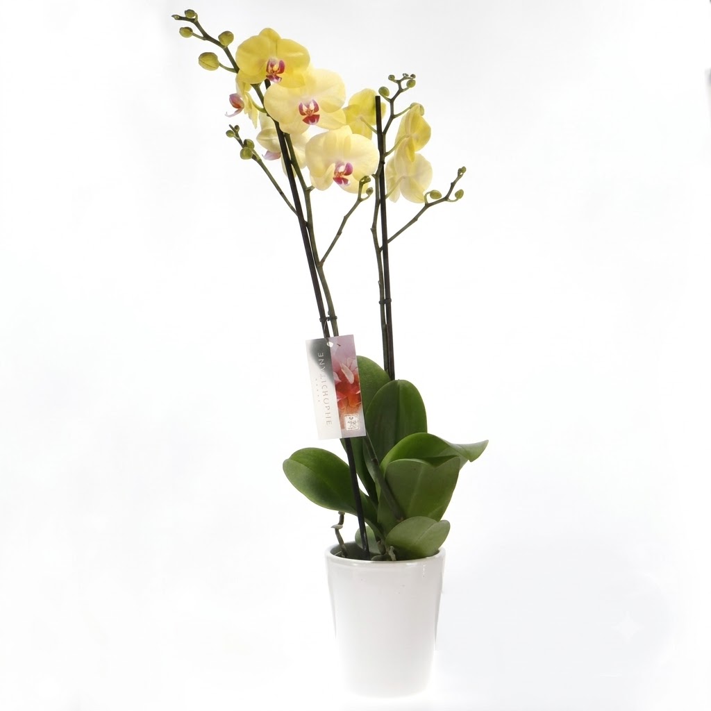 Ορχιδέα κίτρινη Phalenopsis