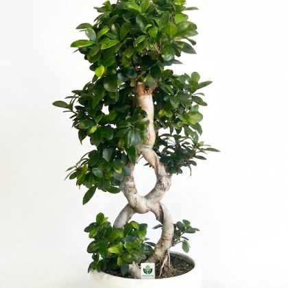 Bonsai Γίγας Σε Κεραμικό Κασπώ