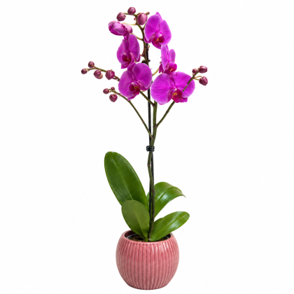 Ορχιδέα Phalaenopsis μονή φουξ