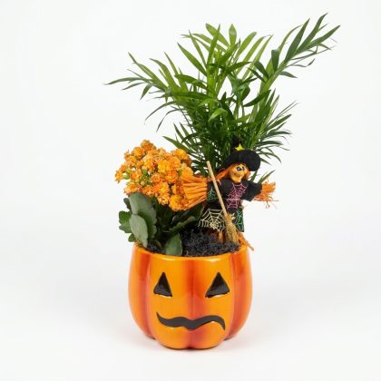Halloween σύνθεση με καλαγχόη σε κεραμική κολοκύθα