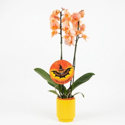 Ορχιδέα Phalaenopsis πορτοκαλί με Διακόσμηση Halloween
