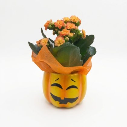 Mini Καλαγχόη σε Κεραμική Κολοκύθα Halloween